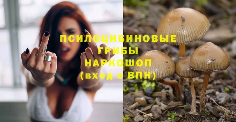 Псилоцибиновые грибы Psilocybe  Байкальск 